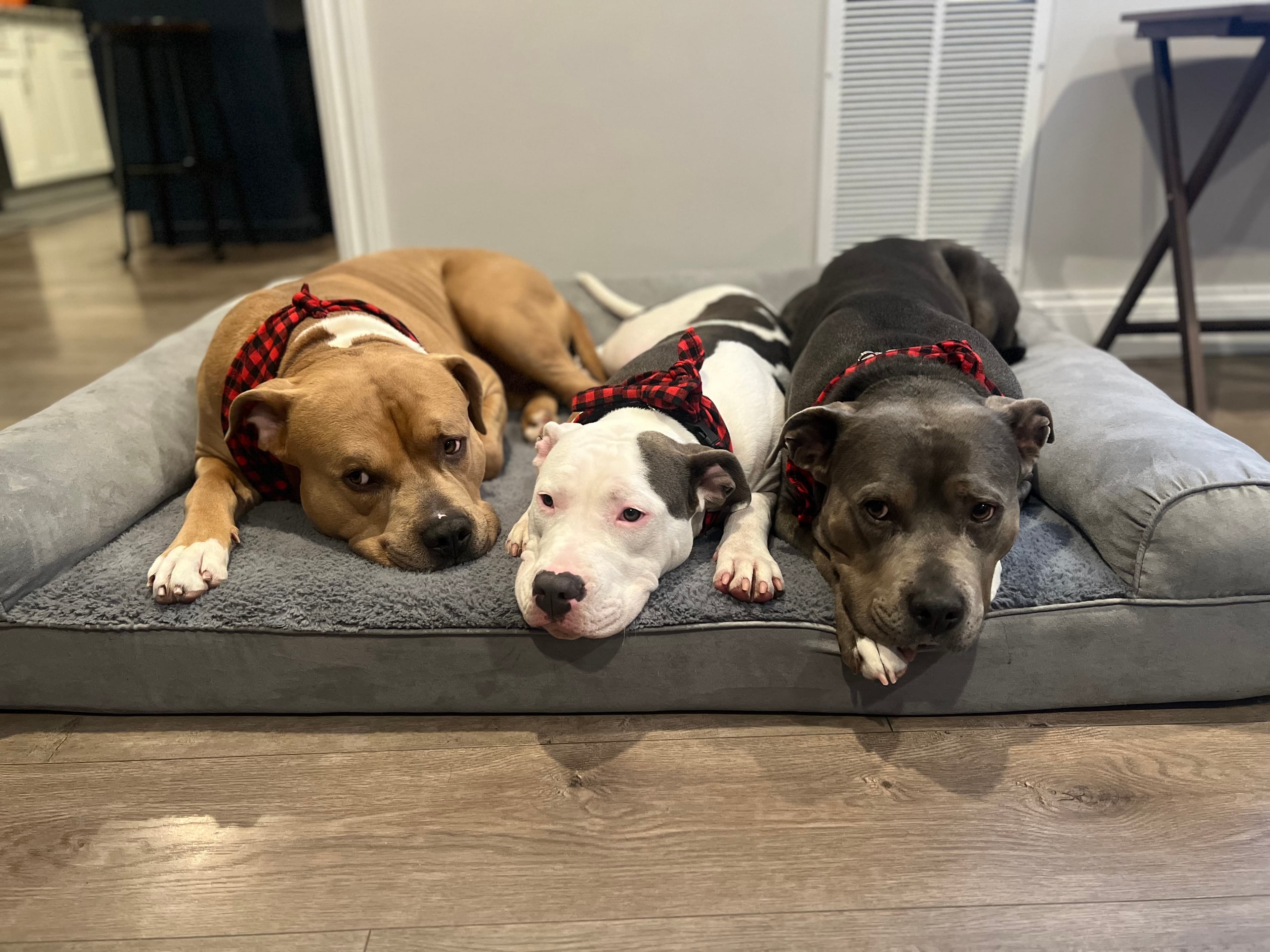 My three dogs on their bed