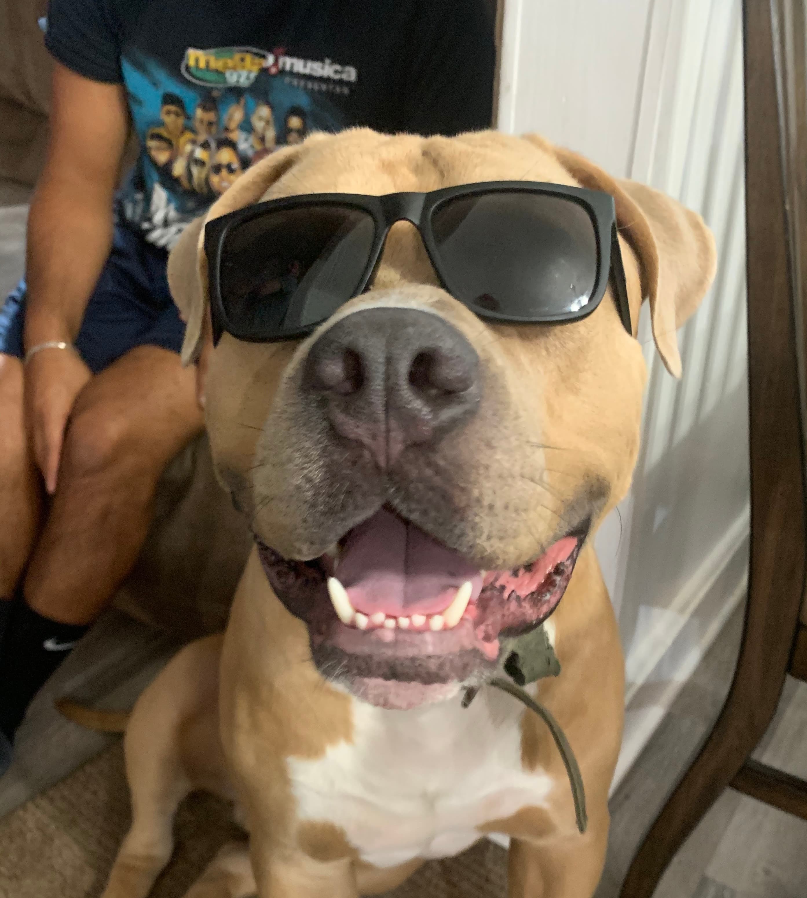 My dog Kane wearing sunglasses